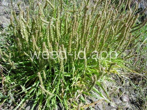 arrowgrass, seaside